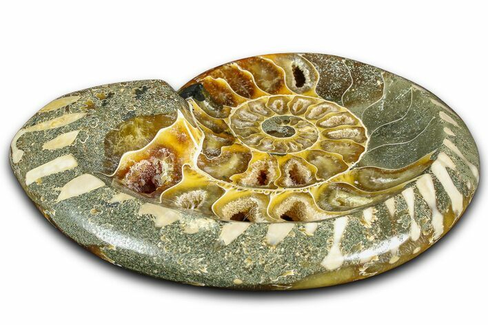 Polished Fossil Ammonite Dish - Madagascar #361376